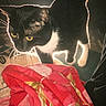 cat, tuxedo_cat, black_and_white, pet, animal, feline, yellow_eyes, whiskers, standing, backlit, dramatic_lighting, indoors, blanket, red_blanket, bed, textile, patterned_fabric, portrait, night, cozy