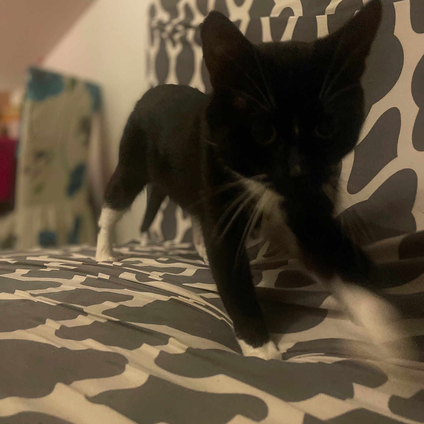 Milo participe au concours pour gagner de l'argent avec cette photo : cat, tuxedo_cat, black_fur, white_fur, pet, animal, whiskers, ears, paws, standing, walking, bed, bedroom, blanket, patterned_bedding, indoor, cozy, dim_lighting, portrait, photograph