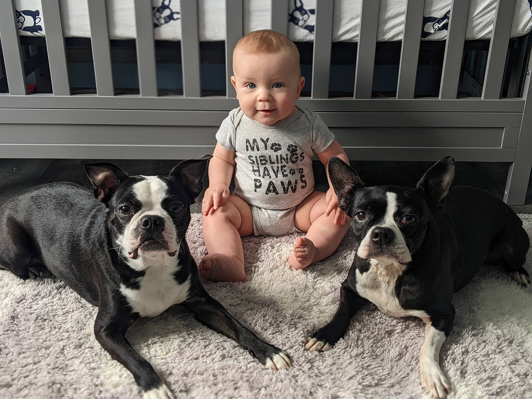 Brody is registered to the contest to win money with this photo: baby_toddler_clothing, black, canidae, carnivore, comfort, companion_dog, dog, dog_breed, fawn, leg, mammal, person, shorts, sitting, snout, sporting_group, t_shirt, toddler, toy_dog, vertebrate
