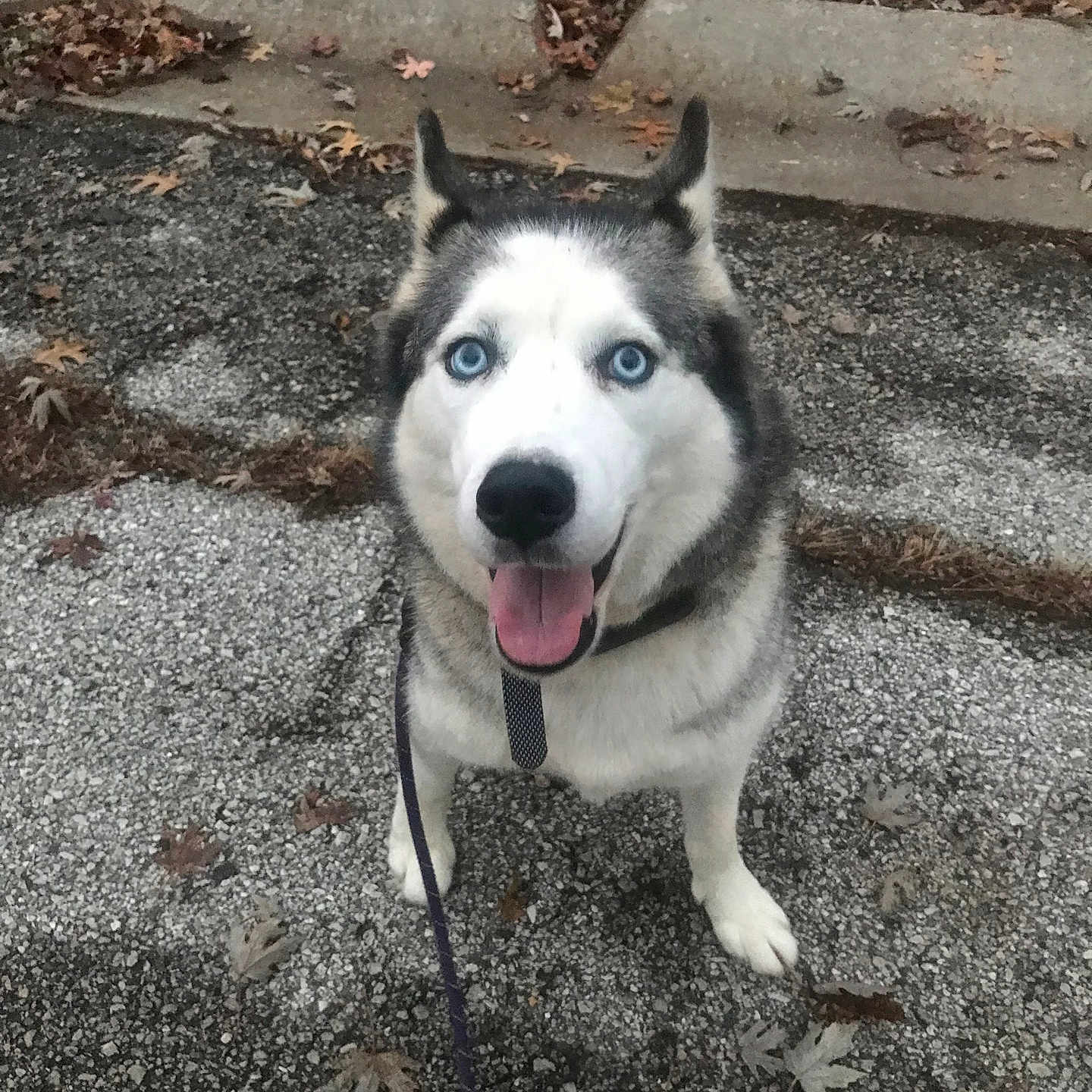 Juno is registered to the contest to win money with this photo: accessories, animal, bodypart, canine, dog, eskimodog, flagstone, husky, leash, mouth, path, person, pet, puppy, rock, slate, strap, tongue, walkway, whitedog