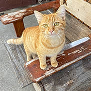 Jethro joined the competition — help win amazing prizes! cat, orange_tabby, wooden_chair, outdoor, curious, pet, animal, feline, whiskers, ears, eyes, tail, fur, paws, vintage, weathered, bench, porch, daylight, closeup