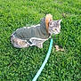alert, animal, cat, curious, cute, domestic_cat, exploring, field, fur, grass, green_jacket, hood, leash, mammal, nature, outdoor, pet, side_view, walking, winter_clothing