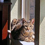 Atticus Finch is registered to the contest to win money with this photo: cat, tabby, sunlight, windowsill, indoor, animal, pet, feline, resting, shadow, texture, closeup, portrait, whiskers, ears, eyes, fur, relaxation, domestic, house