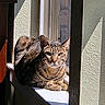 Atticus Finch is registered to the contest to win money with this photo: cat, tabby, sunlight, windowsill, indoor, pet, animal, feline, resting, shadow, texture, closeup, fur, whiskers, ears, green_eyes, portrait, natural_light, window, relaxing