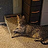 Atticus Finch is registered to the contest to win money with this photo: cat, indoor, carpet, scratching_pad, furniture, pet, relaxed, brown, spotted, animal, domestic, resting, side_view, floor, drawer, storage, ears, whiskers, paw, light