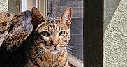 Atticus Finch is registered to the contest to win money with this photo: cat, tabby, windowsill, sunlight, indoor, pet, animal, feline, resting, green_eyes, fur, whiskers, shadow, relaxing, closeup, domestic_cat, cute, alert, window, sunny