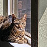 alert, animal, cat, closeup, cute, domestic_cat, feline, fur, green_eyes, indoor, pet, relaxing, resting, shadow, sunlight, sunny, tabby, whiskers, window, windowsill