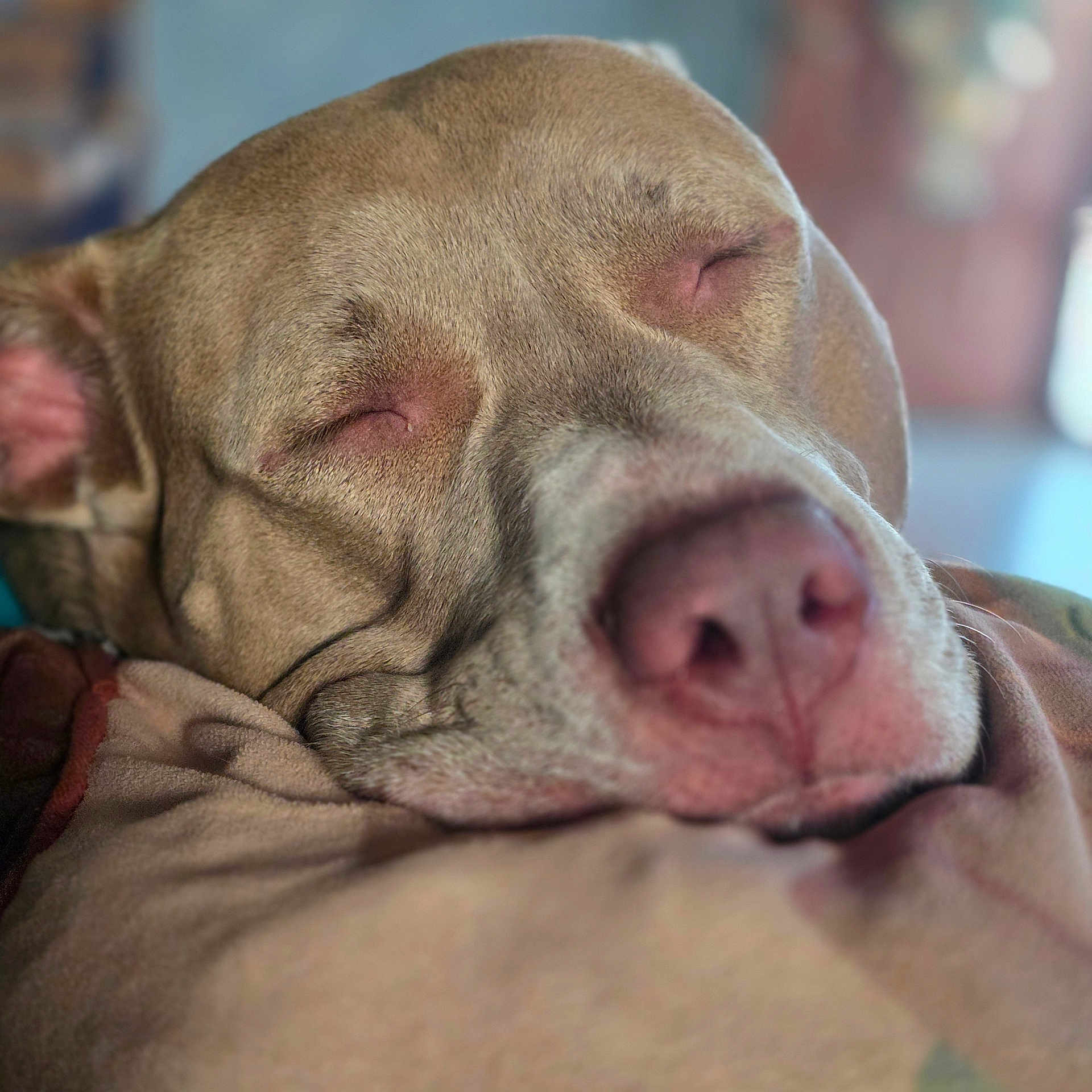 Logan is registered to the contest to win money with this photo: dog, sleeping, close_up, nose, fur, blanket, cozy, pet, animal, relaxed, indoors, snout, face, peaceful, canine, warm, resting, soft, portrait, muzzle