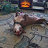 animal, canine, carpet, collar, cozy, cute, dog, fireplace, floor, funny_pose, home, indoor, lying_down, patterned_rug, pet, playful, relaxed, resting, toy, warm