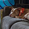 animal, bandana, brown_dog, closeup, comfort, couch, dog, domestic_animal, ears, fabric, furniture, home, indoor, paw, pet, portrait, quiet, relaxing, resting, snout