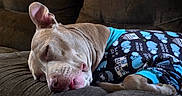 Logan joined the competition — help win amazing prizes! dog, sleeping, couch, brown, outfit, blue, hippo, pattern, pet, resting, ears, closeup, indoor, cozy, animal, cute, fur, relaxed, tongue, comfort