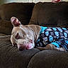 dog, sleeping, couch, brown, outfit, blue, hippo, pattern, pet, resting, ears, closeup, indoor, cozy, animal, cute, fur, relaxed, tongue, comfort