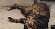 Pepper Potts is registered to the contest to win money with this photo: cat, tabby_cat, pet_bed, fireplace, indoor, relaxing, cozy, fur, sleeping, warmth, plush, furniture, home, resting, comfort, animal, cute, domestic, mammal, household