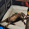 Pepper Potts joined the competition — help win amazing prizes! cat, tabby, pet_bed, indoor, relaxed, sprawled, feline, cozy, household, table, carpet, toy, wooden, fur, sleepy, comfort, resting, animal, domestic, cute