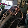 Pepper Potts is registered to the contest to win money with this photo: cat, tabby_cat, leather_chair, indoor, window, tulips, flower_vase, wall_art, fireplace, furniture, relaxed, pet, animal, cozy, home, curious, paws, resting, looking, daylight