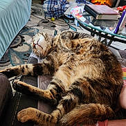 Pepper Potts joined the competition — help win amazing prizes! cat, tabby_cat, relaxing, couch, living_room, indoor, furniture, rug, glass_table, book, fireplace, cozy, pet, sleeping, whiskers, paw, fur, domestic_animal, home, comfort