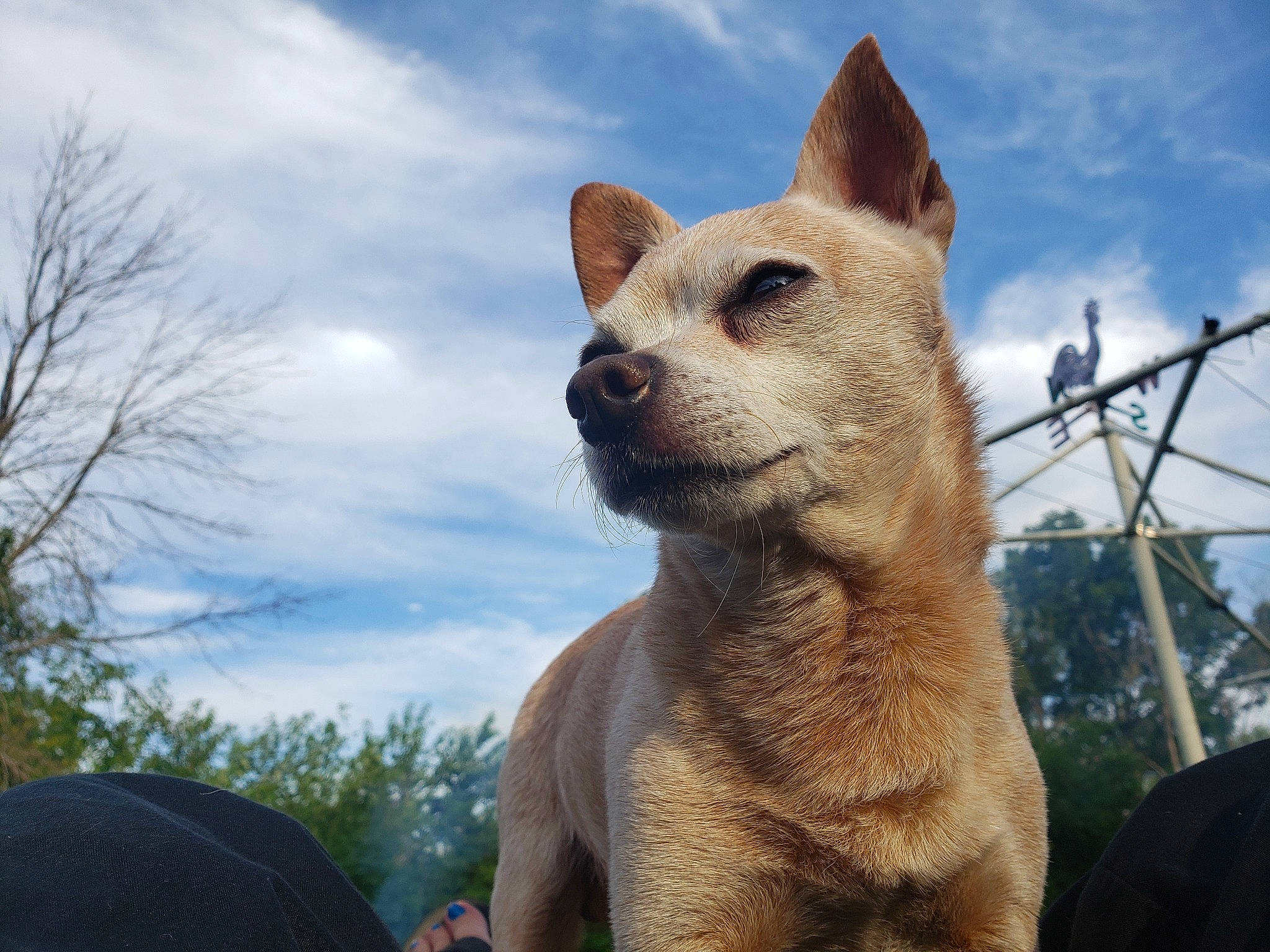 Nacho joined the competition — help win amazing prizes! ancient_dog_breeds, canidae, canis, carnivore, cloud, dog, dog_breed, fawn, felidae, fur, non_sporting_group, sculpture, sky, snout, sporting_group, terrestrial_animal, tree, water, whiskers, wildlife