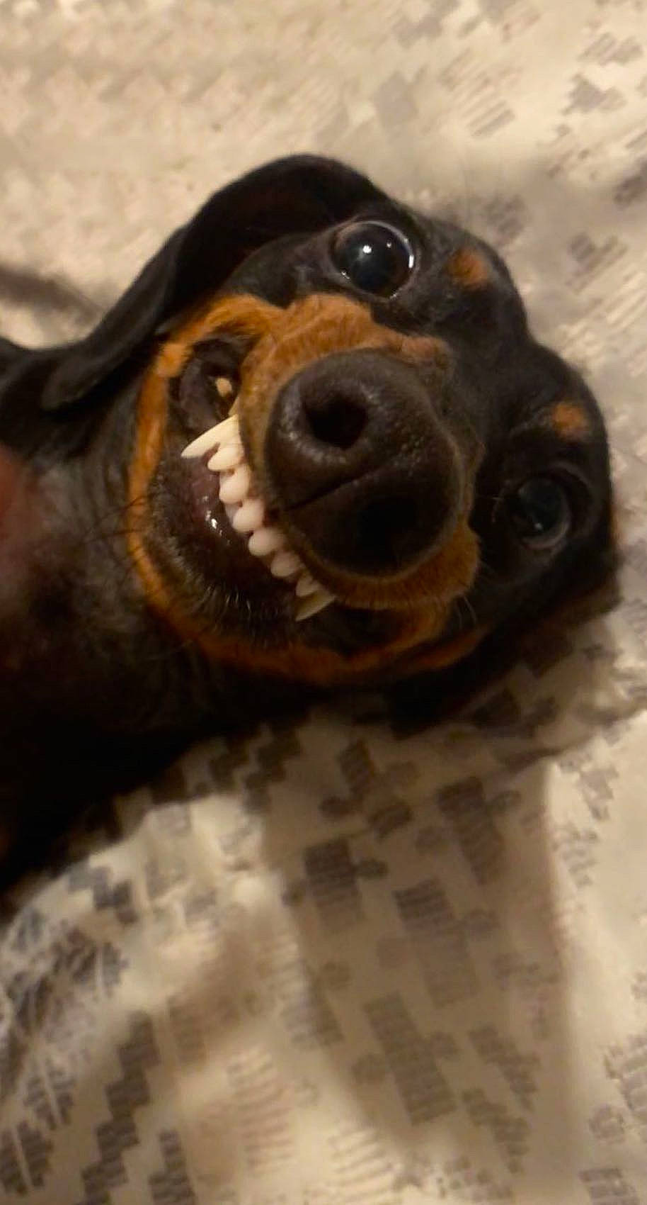 Mila is registered to the contest to win money with this photo: ball, canidae, carnivore, companion_dog, dog, dog_breed, fawn, fur, guard_dog, hound, liver, pet_supply, retriever, snout, sporting_group, terrestrial_animal, toy, whiskers, wood, working_animal