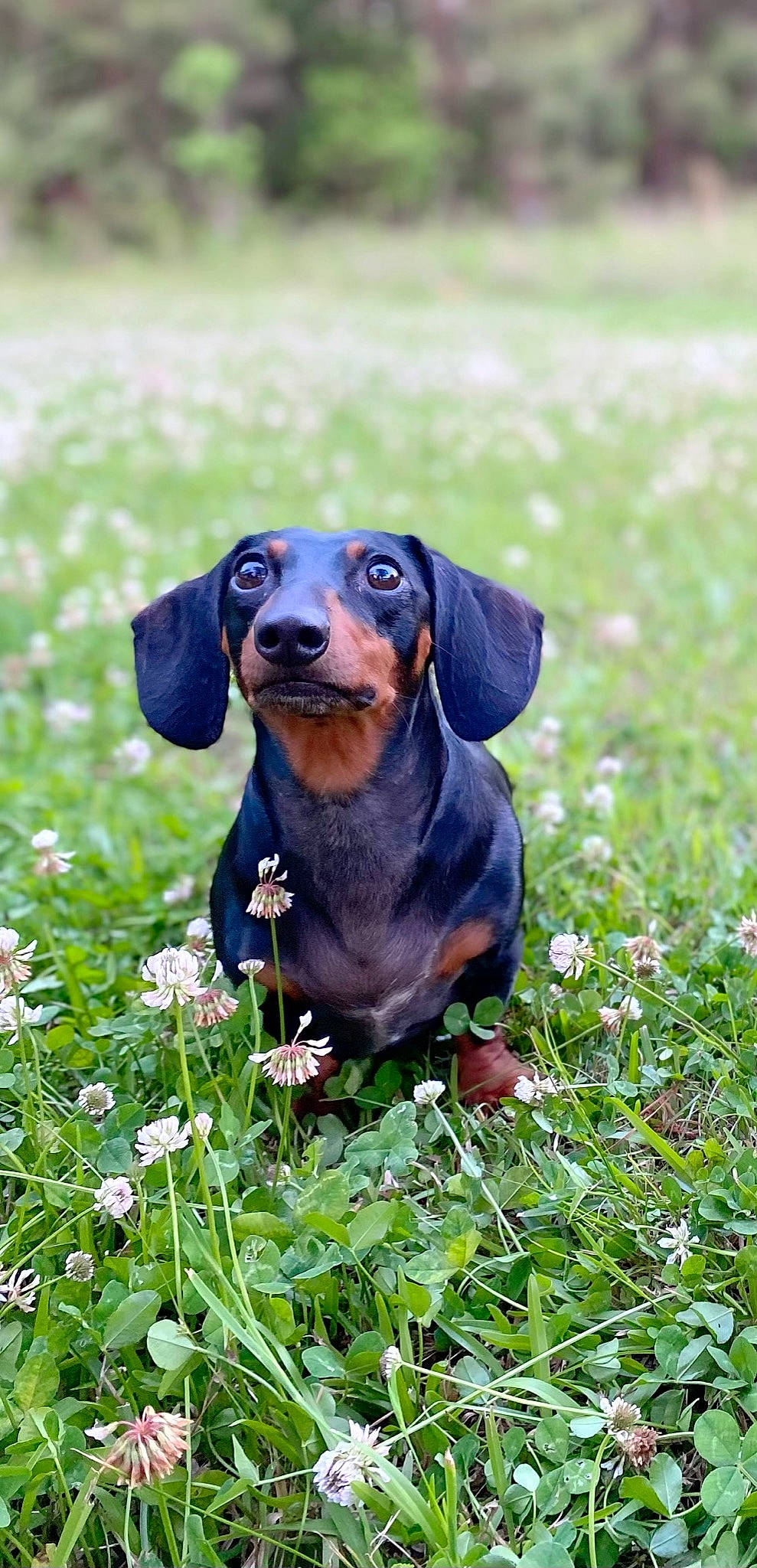 Mila is registered to the contest to win money with this photo: canidae, carnivore, companion_dog, dobermann, dog, dog_breed, fawn, flower, grass, grass_family, grassland, groundcover, herbaceous_plant, liver, plant, prairie, sporting_group, terrestrial_animal, toy, working_animal