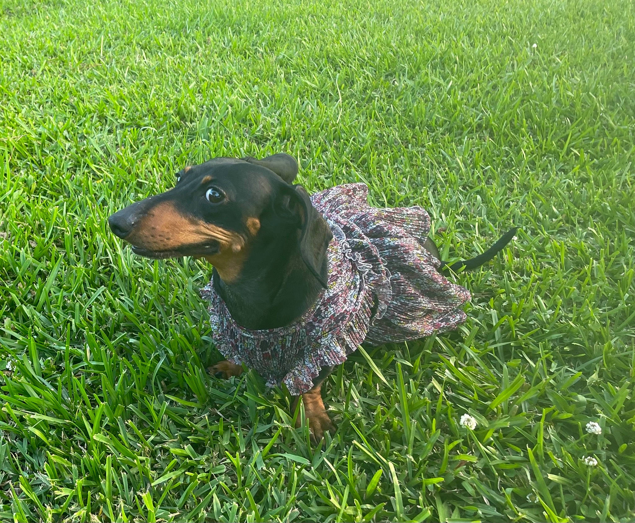 Mila is registered to the contest to win money with this photo: canidae, carnivore, companion_dog, dog, dog_breed, grass, grassland, groundcover, guard_dog, hunting_dog, people_in_nature, plant, sporting_group, terrestrial_animal, toy_dog, working_dog