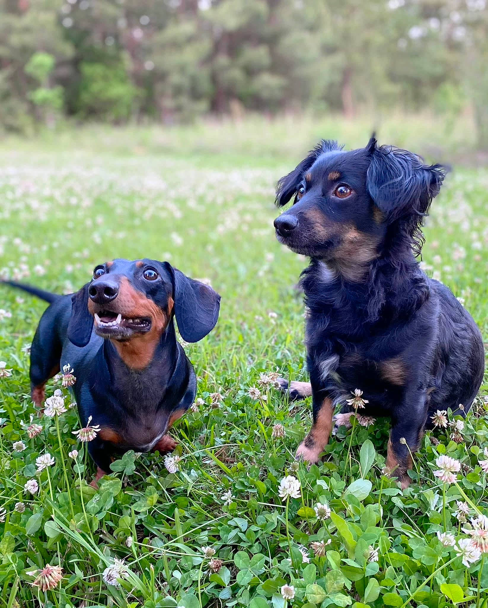 Mila is registered to the contest to win money with this photo: carnivore, companion_dog, dog, dog_breed, field, flower, grass, grassland, groundcover, happy, liver, mammal, plant, sporting_group, terrestrial_animal, toy_dog, tree, vertebrate, working_animal, working_dog