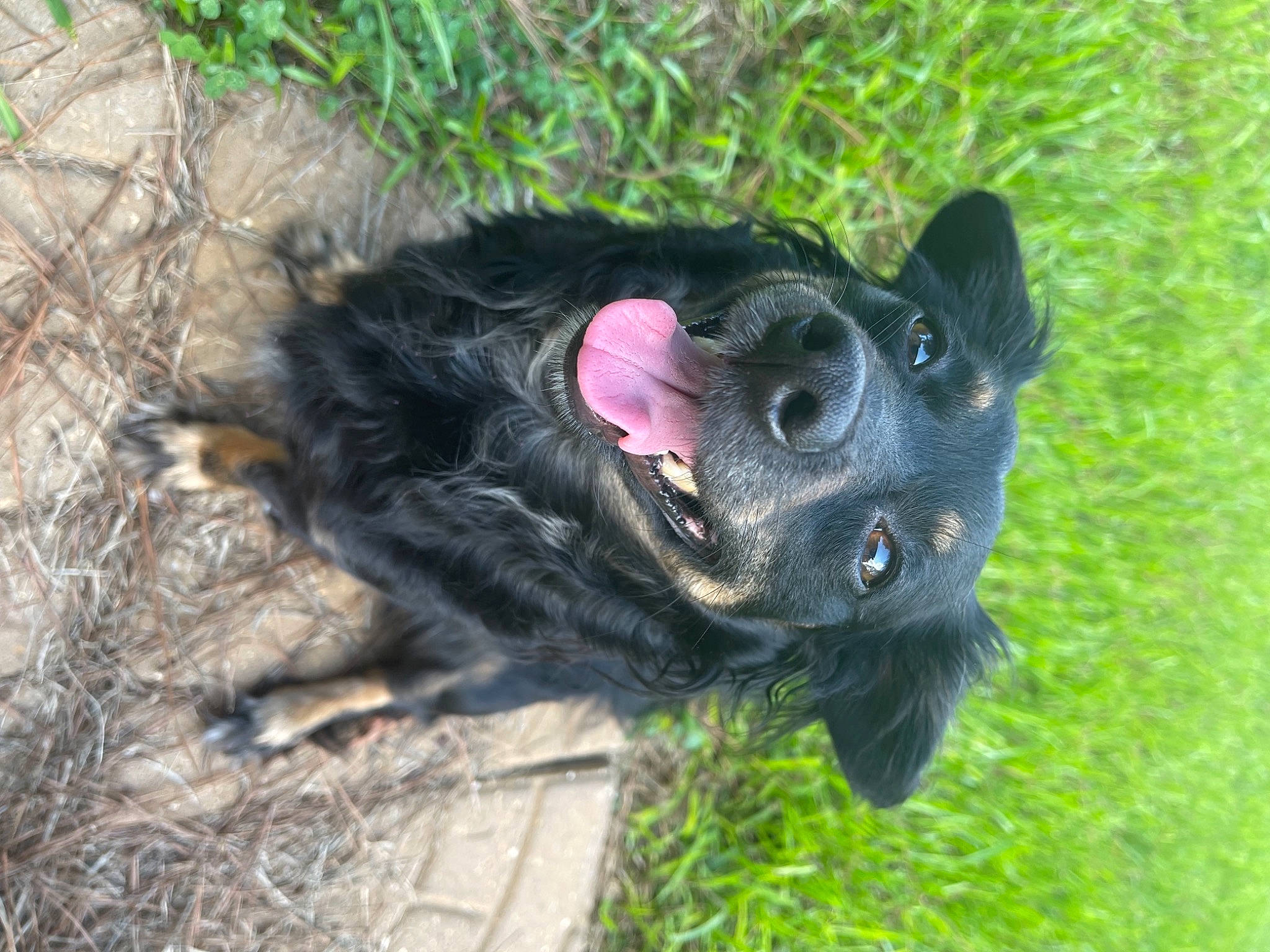 Lea joined the competition — help win amazing prizes! canidae, carnivore, companion_dog, dog, dog_breed, dog_collar, fawn, fur, grass, liver, paw, plant, puppy, snout, sporting_group, tail, terrestrial_animal, whiskers, working_animal, working_dog