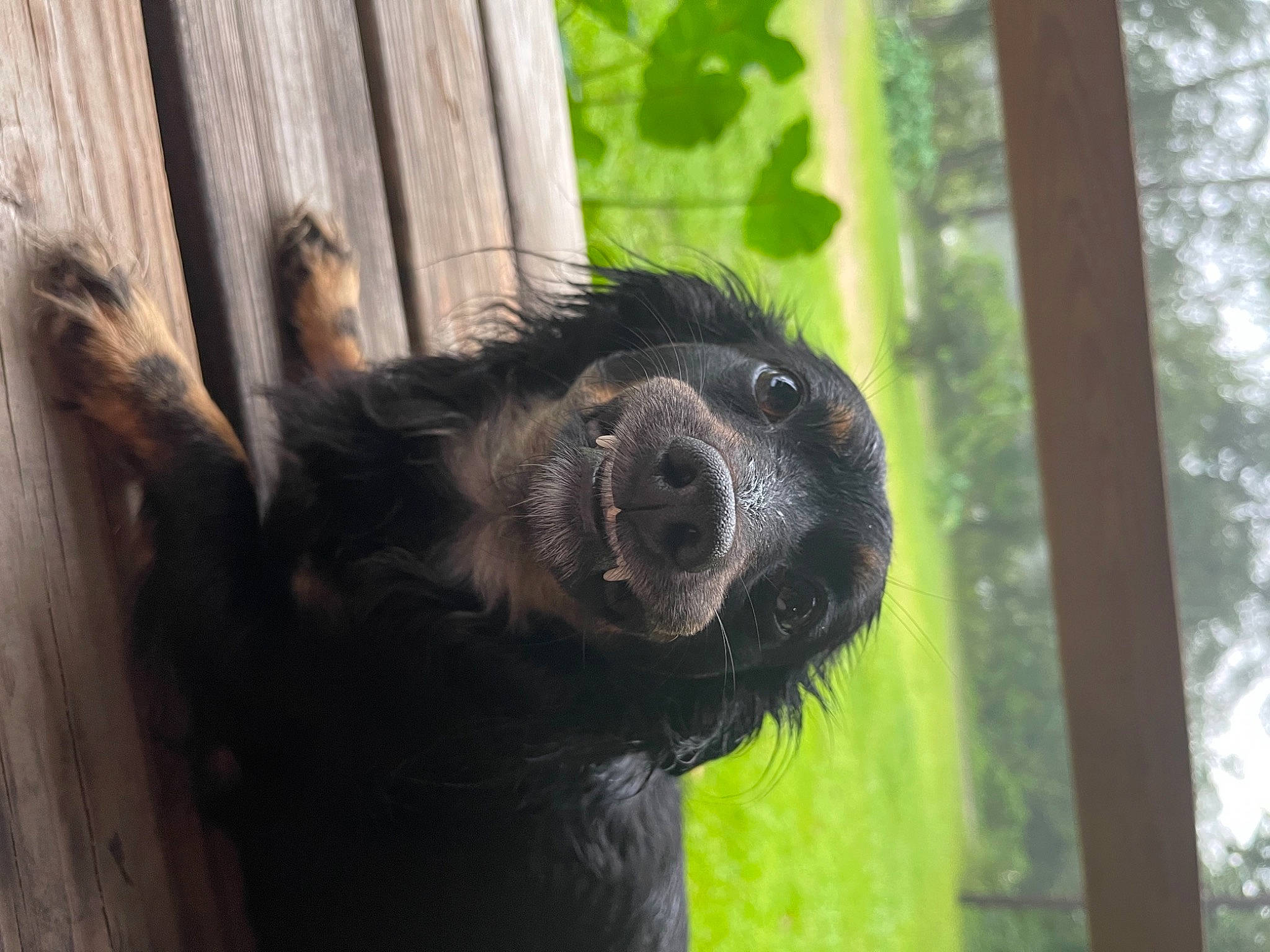 Lea is registered to the contest to win money with this photo: fur, natural_material, primate, snout, terrestrial_animal, trunk, wildlife, wood