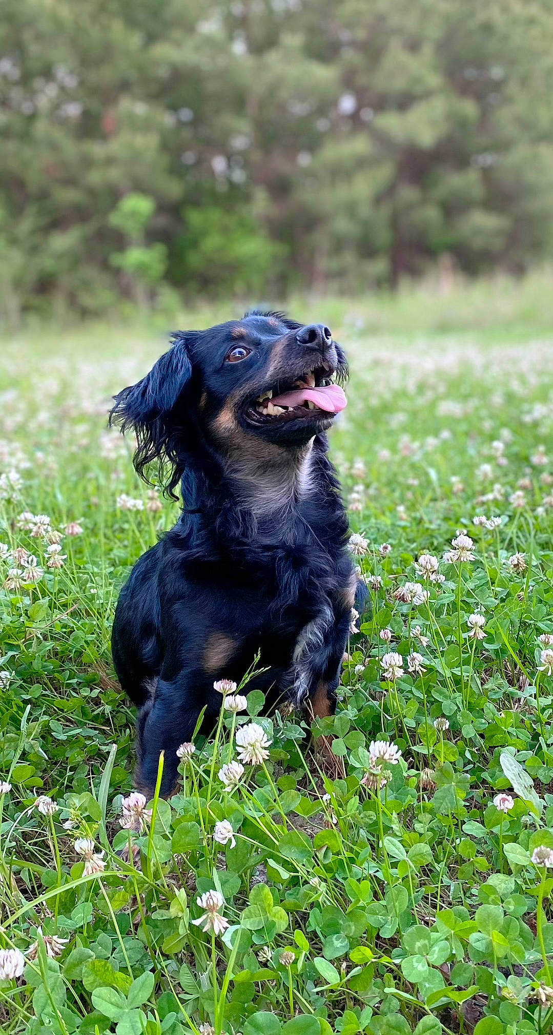 Lea is registered to the contest to win money with this photo: annual_plant, canidae, carnivore, companion_dog, dog, dog_breed, dog_collar, fawn, flower, grass, grassland, groundcover, gun_dog, liver, plant, snout, spaniel, sporting_group, terrestrial_animal, tree