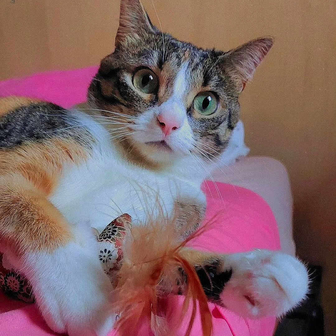 Mirabelle