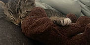 Mochi joined the competition — help win amazing prizes! kitten, cat, sleeping, stuffed_animal, plush, blanket, cozy, closeup, paw, indoor, resting, tabby, cute, pet, comfort, soft, human, face, blurred_background, nap