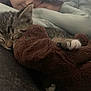 kitten, cat, sleeping, stuffed_animal, plush, blanket, cozy, closeup, paw, indoor, resting, tabby, cute, pet, comfort, soft, human, face, blurred_background, nap