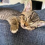 Mochi is registered to the contest to win money with this photo: kitten, cat, sleeping, tabby, paw, feline, pet, cute, relaxation, indoor, blue_fabric, closeup, whiskers, fur, young_animal, cozy, resting, domestic_cat, animal, nap