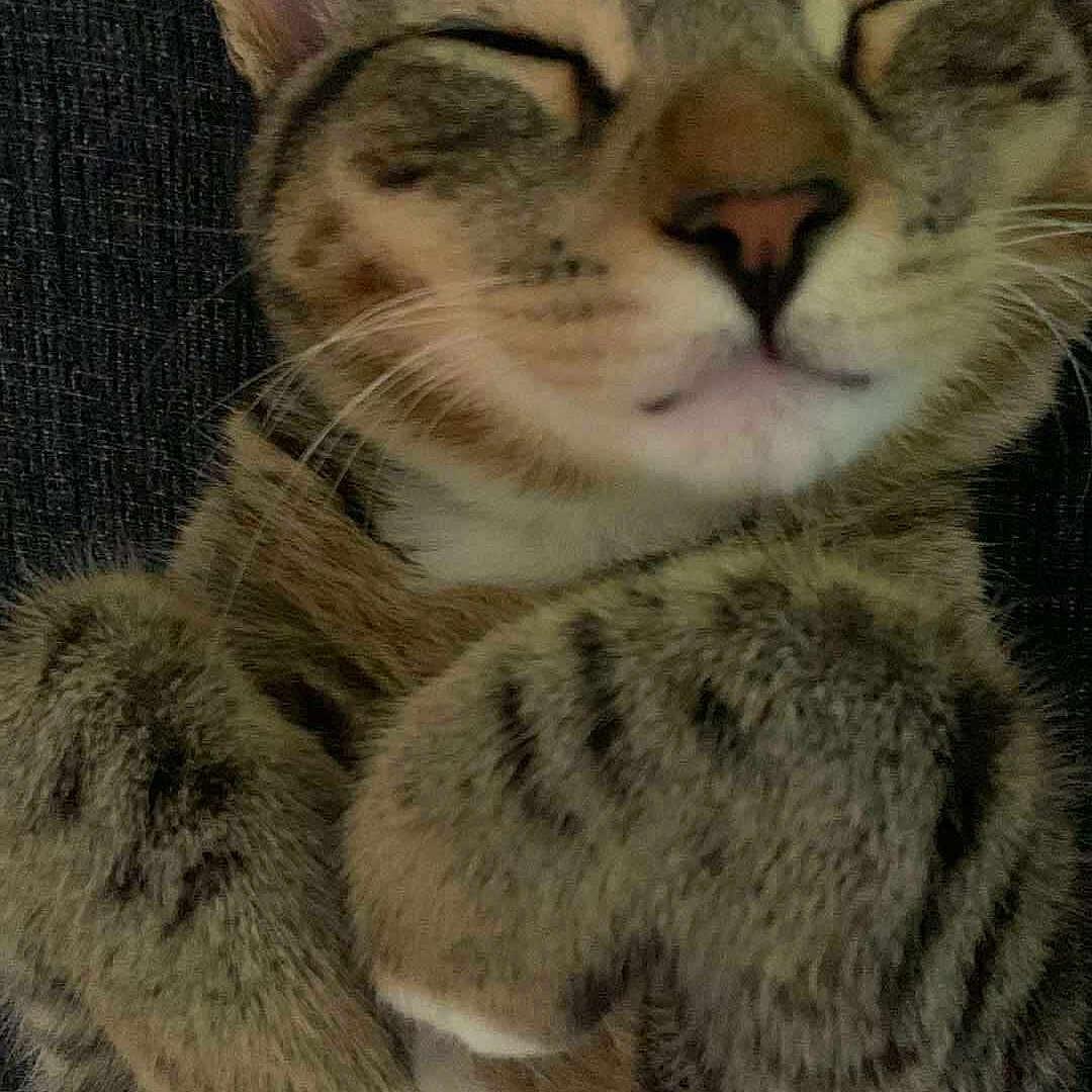 Mochi joined the competition — help win amazing prizes! adorable, animal, cat, closeup, cozy, cute, domestic, feline, fur, indoor, mammal, paws, pet, relaxed, resting, sleeping, soft, striped, tabby, whiskers