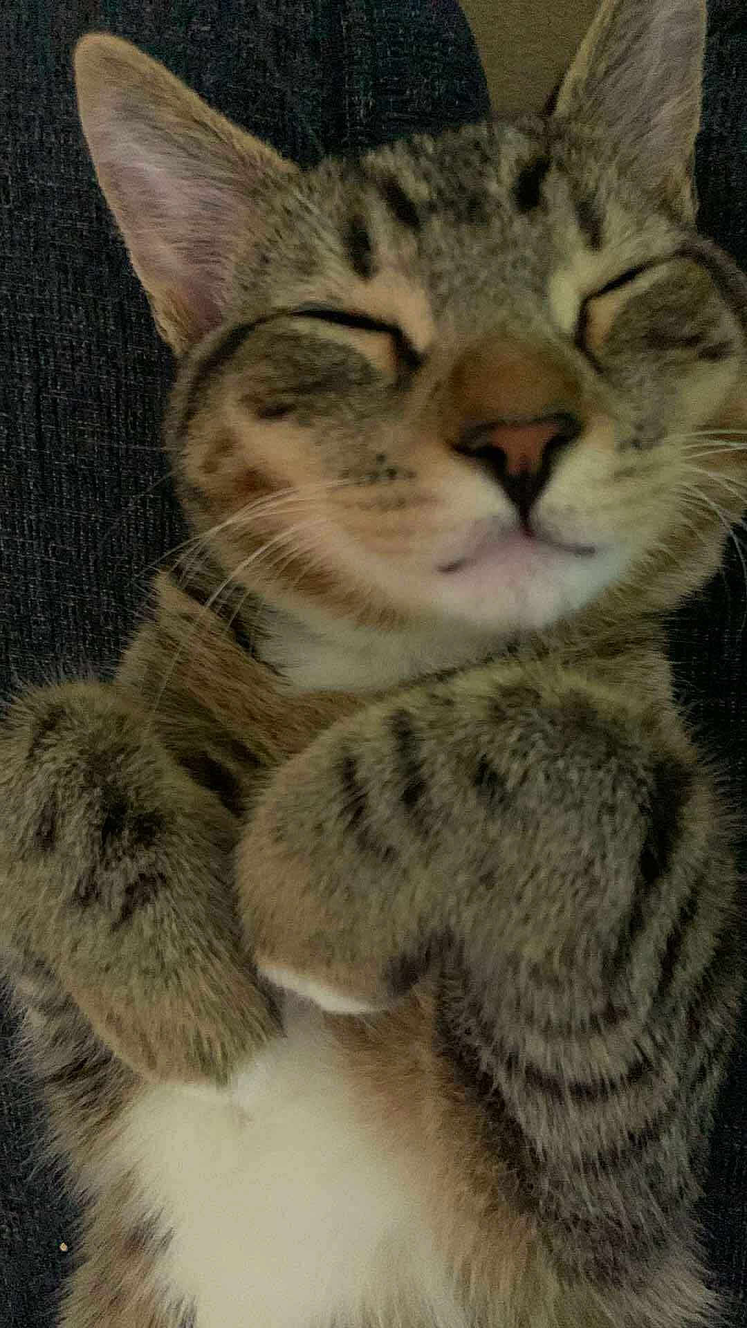 Mochi joined the competition — help win amazing prizes! cat, tabby, pet, fur, whiskers, paws, sleeping, closeup, cute, animal, domestic, feline, relaxed, cozy, indoor, mammal, striped, adorable, resting, soft