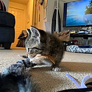 Mochi is registered to the contest to win money with this photo: kitten, tabby, cat, toy, feather, carpet, living_room, television, furniture, couch, door, mirror, bag, floor, playful, pet, indoor, animal, cute, home