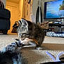 kitten, tabby, cat, toy, feather, carpet, living_room, television, furniture, couch, door, mirror, bag, floor, playful, pet, indoor, animal, cute, home