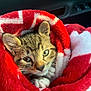 Mochi is registered to the contest to win money with this photo: kitten, cat, animal, pet, blanket, red, white, fur, paw, cute, cozy, indoor, car_interior, closeup, portrait, young, eyes, whiskers, snug, soft