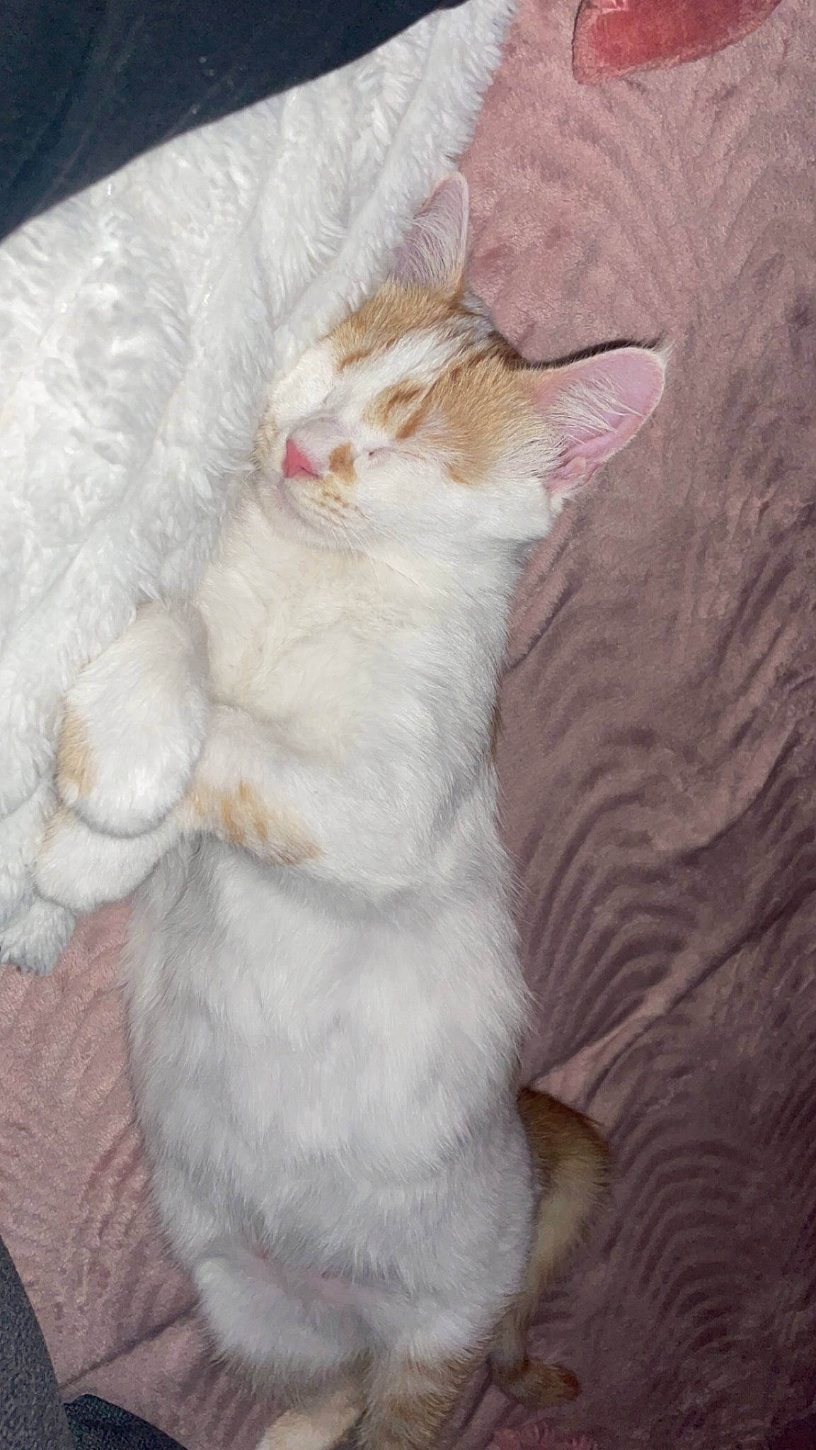 Uhaina participe au concours pour gagner de l'argent avec cette photo : carnivore, cat, comfort, domestic_short_haired_cat, fawn, felidae, fur, paw, small_to_medium_sized_cats, tail, whiskers