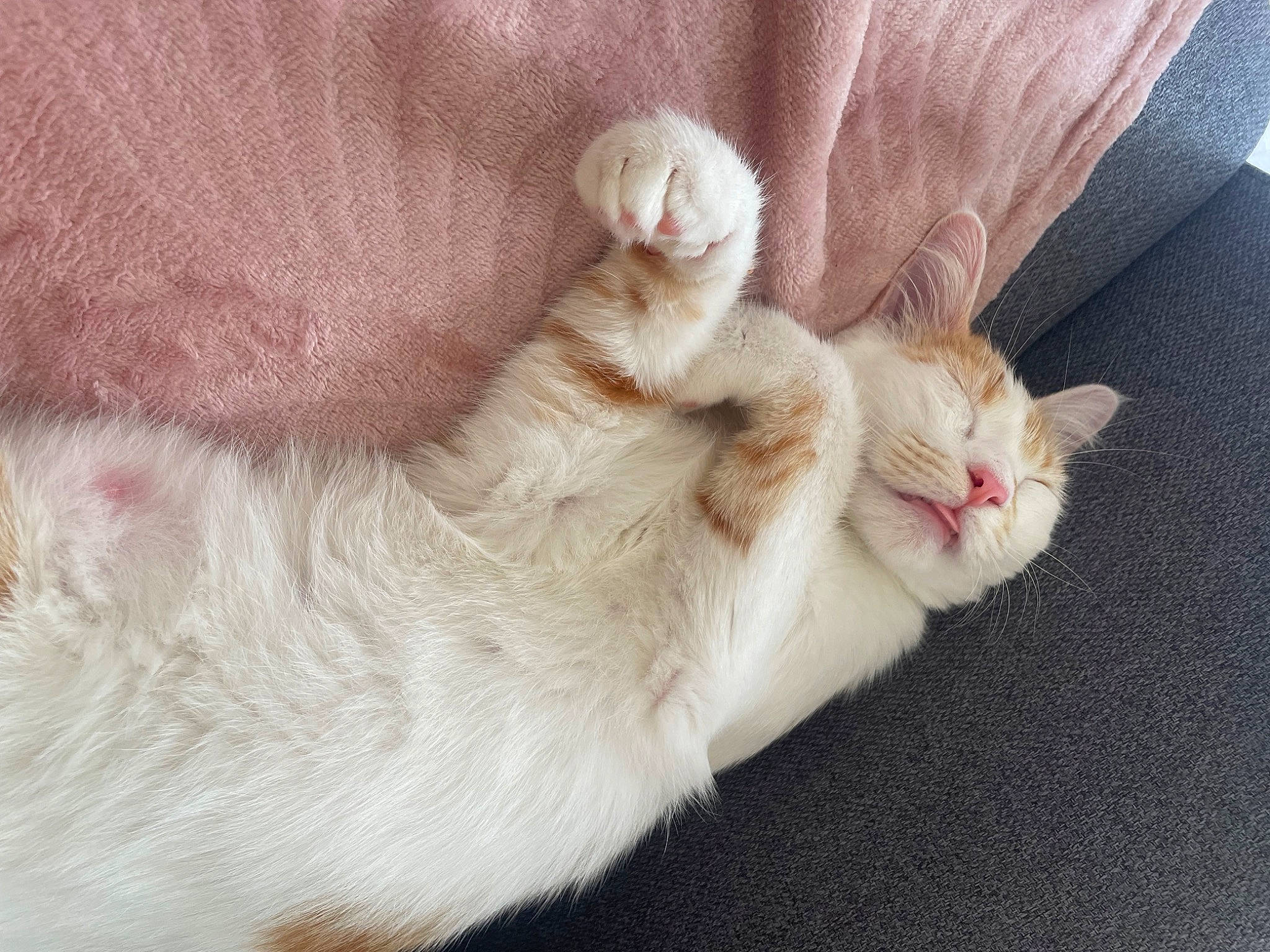 Uhaina a rejoint le concours — aidez-le/la à gagner de superbes lots ! carnivore, cat, claw, comfort, domestic_short_haired_cat, fawn, felidae, foot, fur, paw, small_to_medium_sized_cats, tail, toe, whiskers