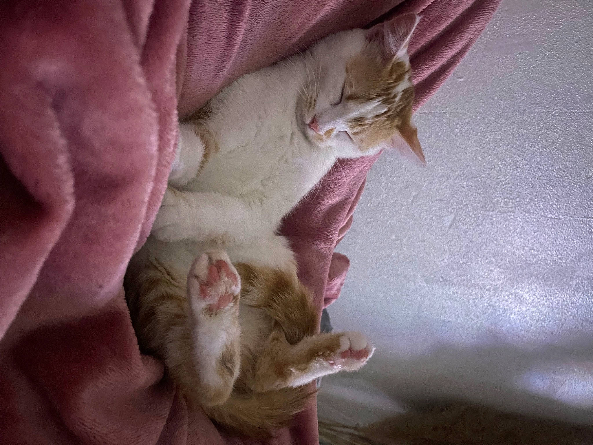 Uhaina a rejoint le concours — aidez-le/la à gagner de superbes lots ! carnivore, cat, claw, comfort, ear, fawn, felidae, fur, linens, nap, paw, small_to_medium_sized_cats, tail, whiskers