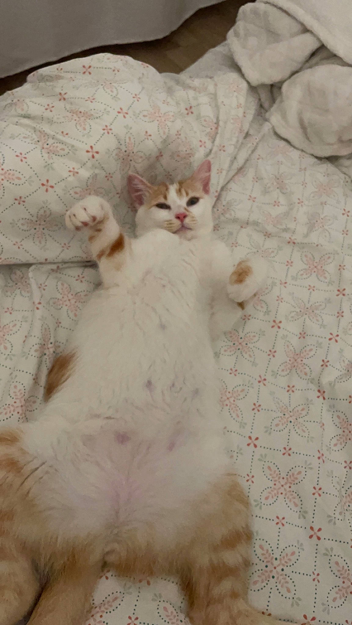 Uhaina a rejoint le concours — aidez-le/la à gagner de superbes lots ! carnivore, cat, claw, comfort, fawn, felidae, fur, pattern, paw, small_to_medium_sized_cats, tail, terrestrial_animal, whiskers