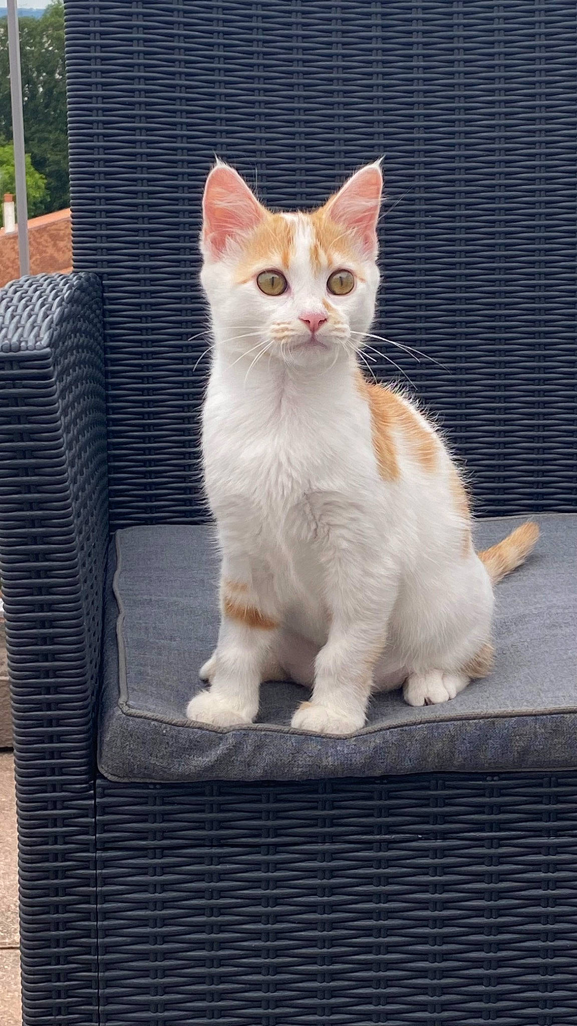 Uhaina participe au concours pour gagner de l'argent avec cette photo : carnivore, cat, domestic_short_haired_cat, fawn, felidae, fur, mesh, outdoor_furniture, paw, rectangle, road_surface, sitting, small_to_medium_sized_cats, snout, tail, terrestrial_animal, whiskers, wood