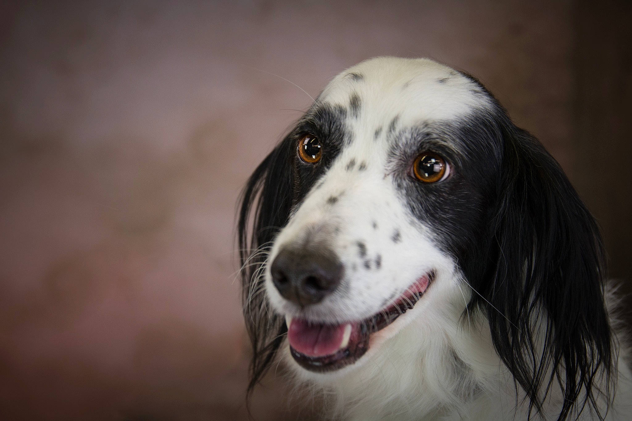 Locky participe au concours pour gagner de l'argent avec cette photo : canidae, carnivore, companion_dog, dog, dog_breed, fur, snout, sporting_group, terrestrial_animal, whiskers, working_animal, working_dog