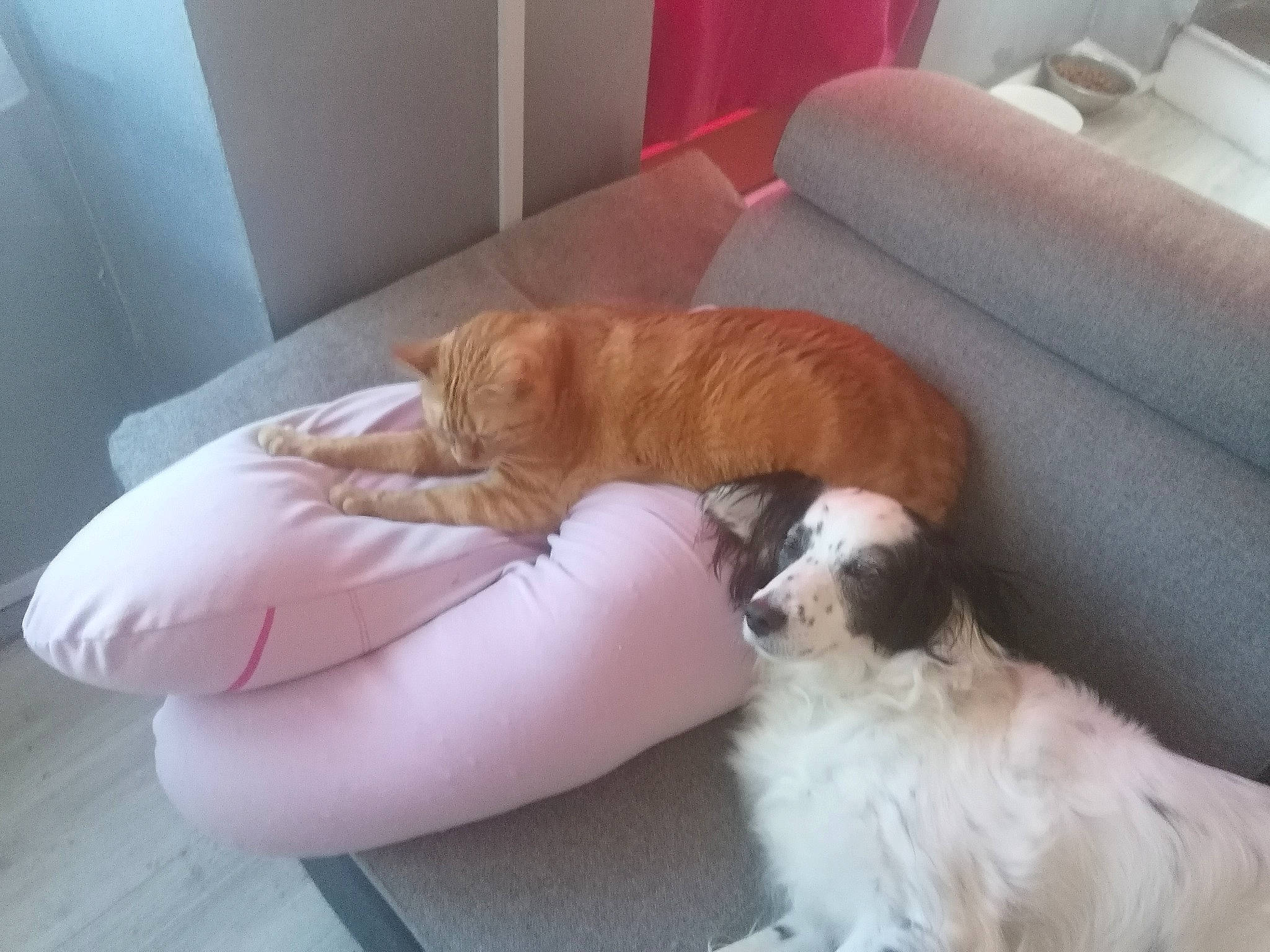 Winnie participe au concours pour gagner de l'argent avec cette photo : carnivore, comfort, companion_dog, dog, dog_breed, dog_supply, fawn, felidae, flooring, hardwood, king_charles_spaniel, liver, pet_supply, small_to_medium_sized_cats, tail, toy_dog, vertebrate, whiskers, wood, working_animal