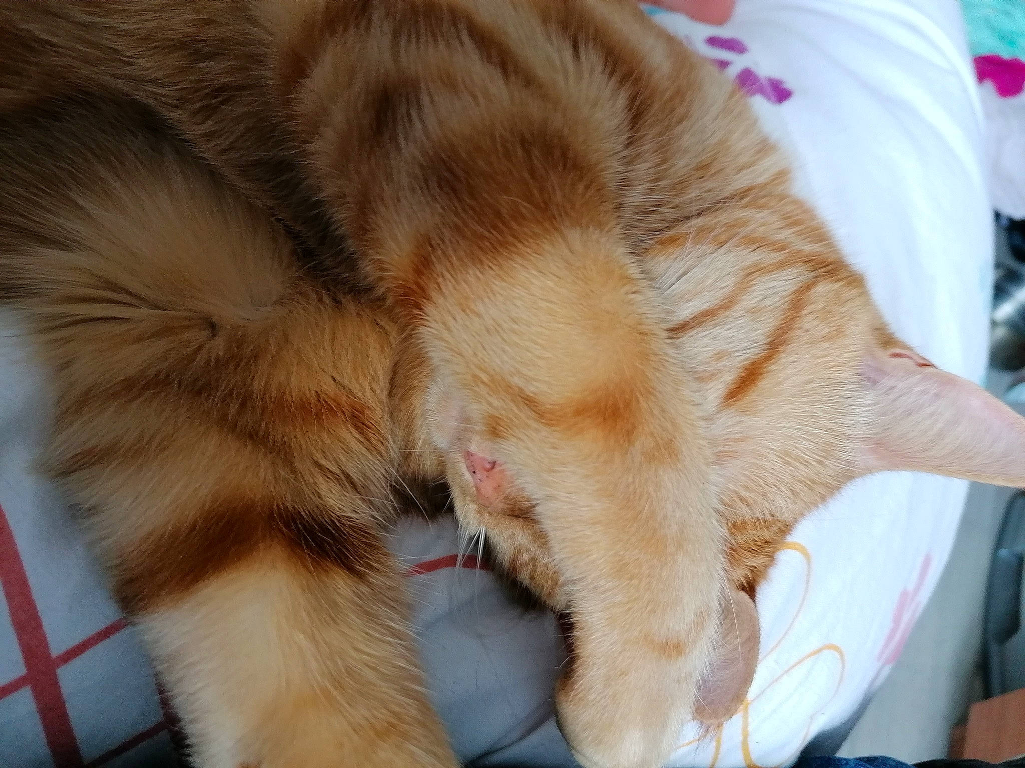 Winnie a rejoint le concours — aidez-le/la à gagner de superbes lots ! carnivore, cat, claw, comfort, felidae, fur, human_leg, nap, paw, small_to_medium_sized_cats, tail, terrestrial_animal, whiskers