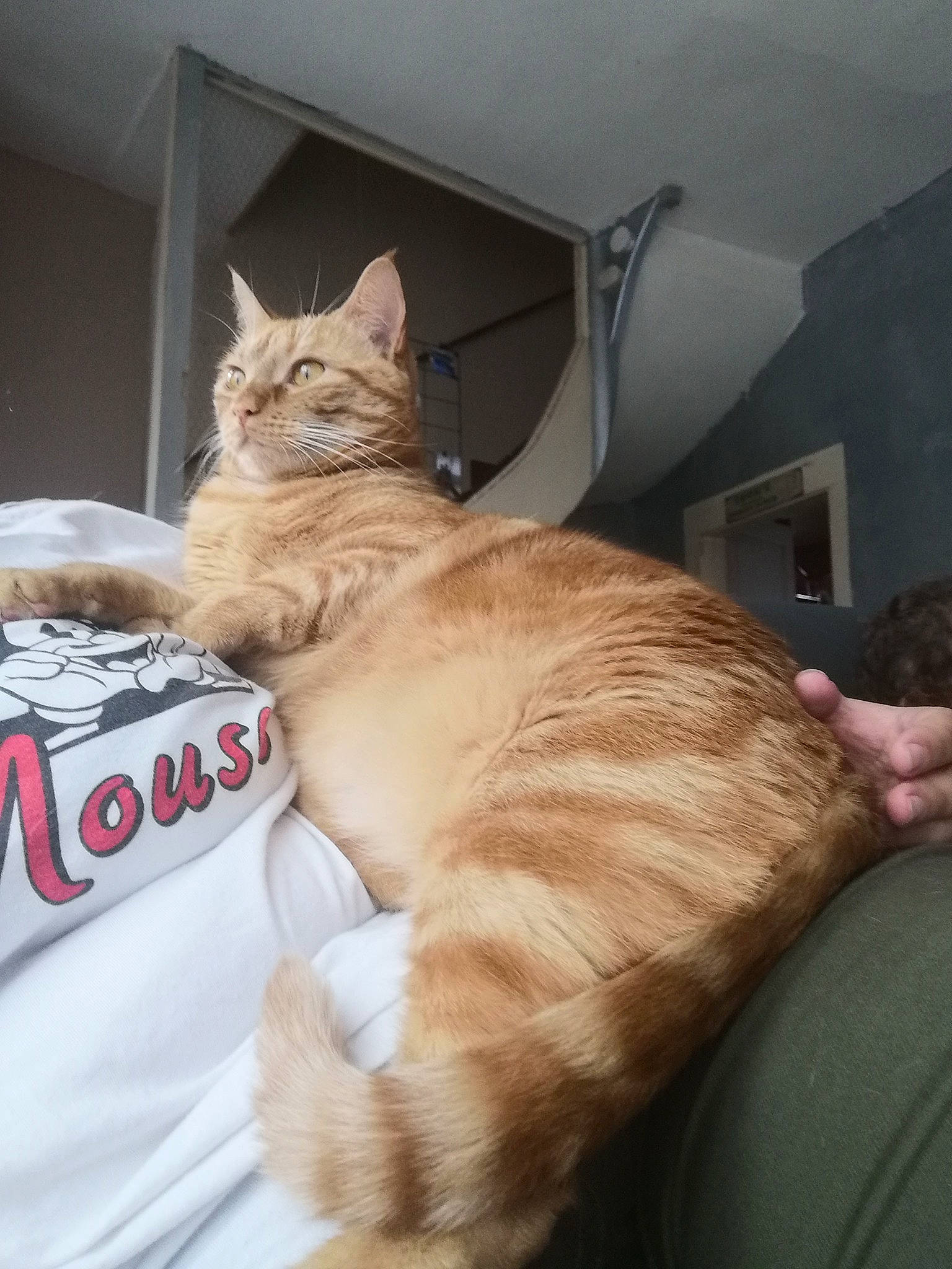 Winnie participe au concours pour gagner de l'argent avec cette photo : bed, carnivore, cat, claw, comfort, domestic_short_haired_cat, fawn, felidae, fur, human_leg, lap, linens, nap, paw, room, sitting, small_to_medium_sized_cats, tail, whiskers, wood