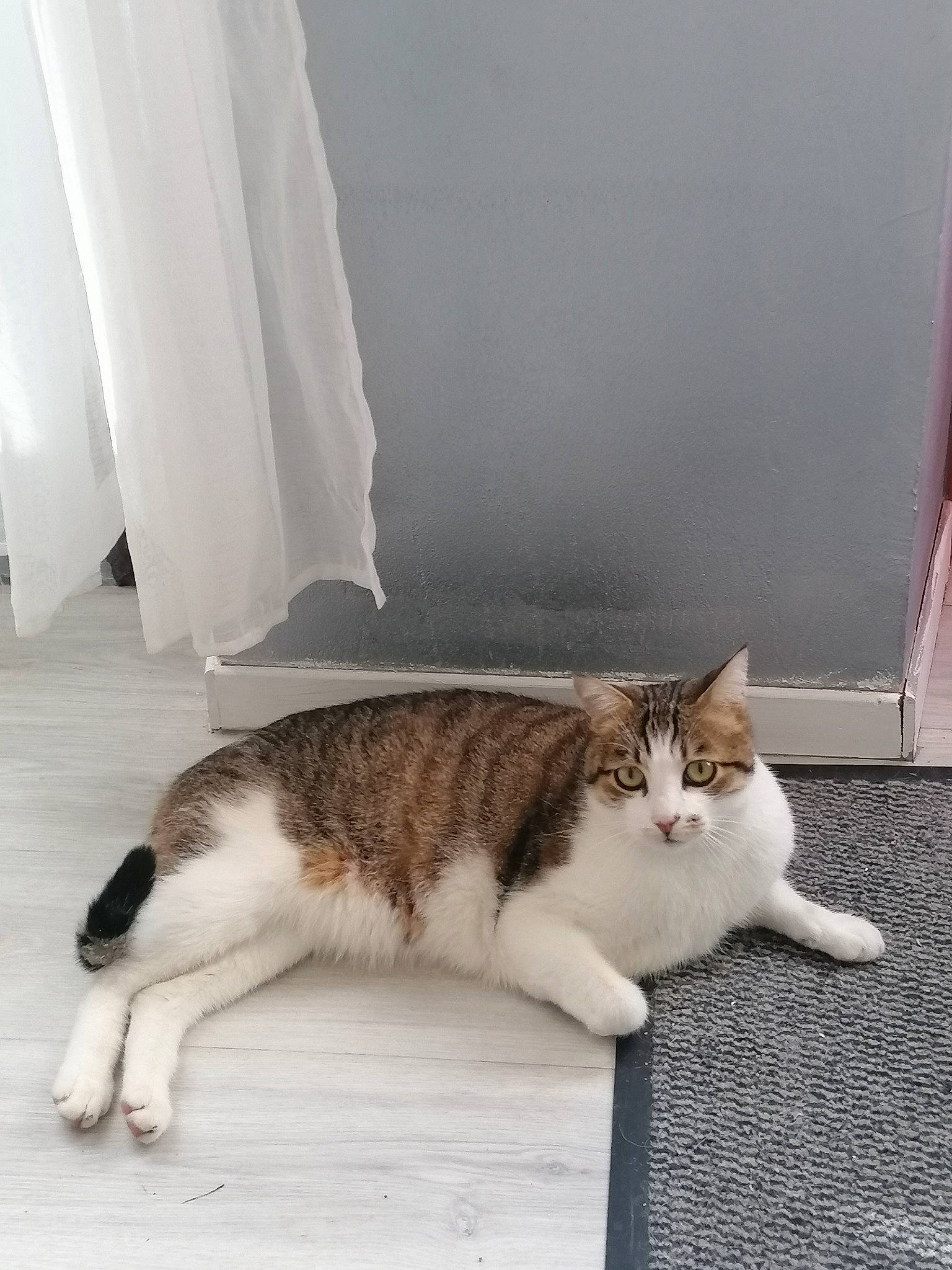 Canaille participe au concours pour gagner de l'argent avec cette photo : carnivore, cat, claw, comfort, curtain, domestic_short_haired_cat, felidae, flooring, fur, grey, hardwood, mammal, paw, room, sitting, small_to_medium_sized_cats, tail, vertebrate, whiskers, wood