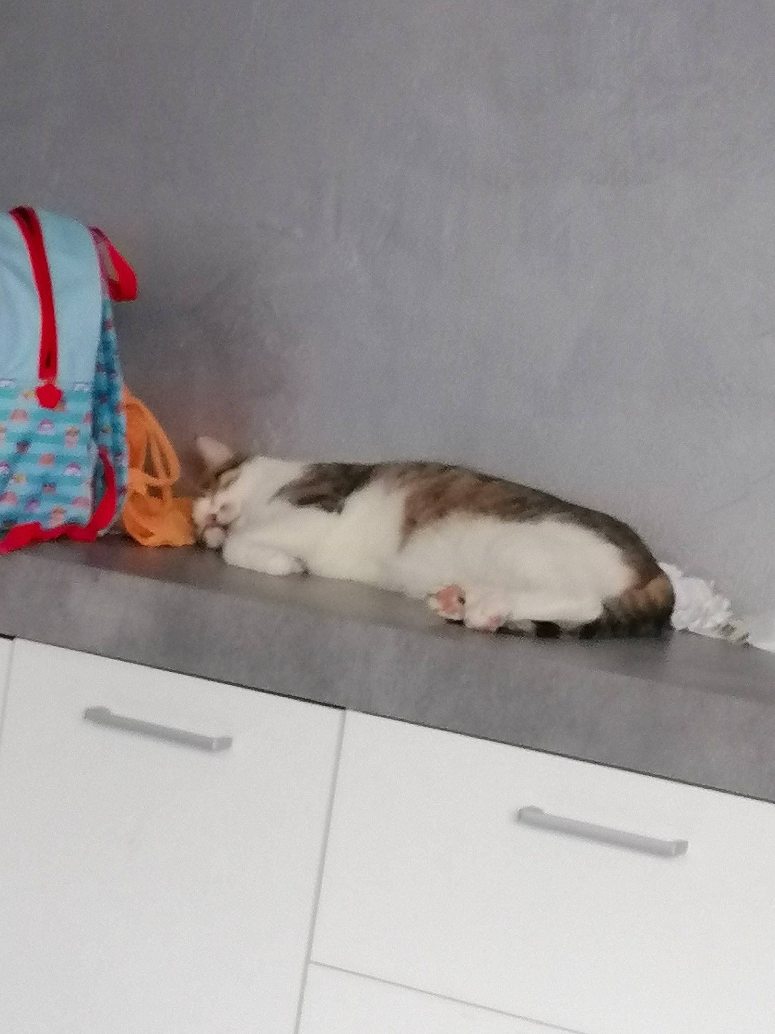 Canaille a rejoint le concours — aidez-le/la à gagner de superbes lots ! canidae, carmine, carnivore, cat, comfort, domestic_short_haired_cat, felidae, flooring, fur, hardwood, nap, paw, room, small_to_medium_sized_cats, tail, whiskers, wood