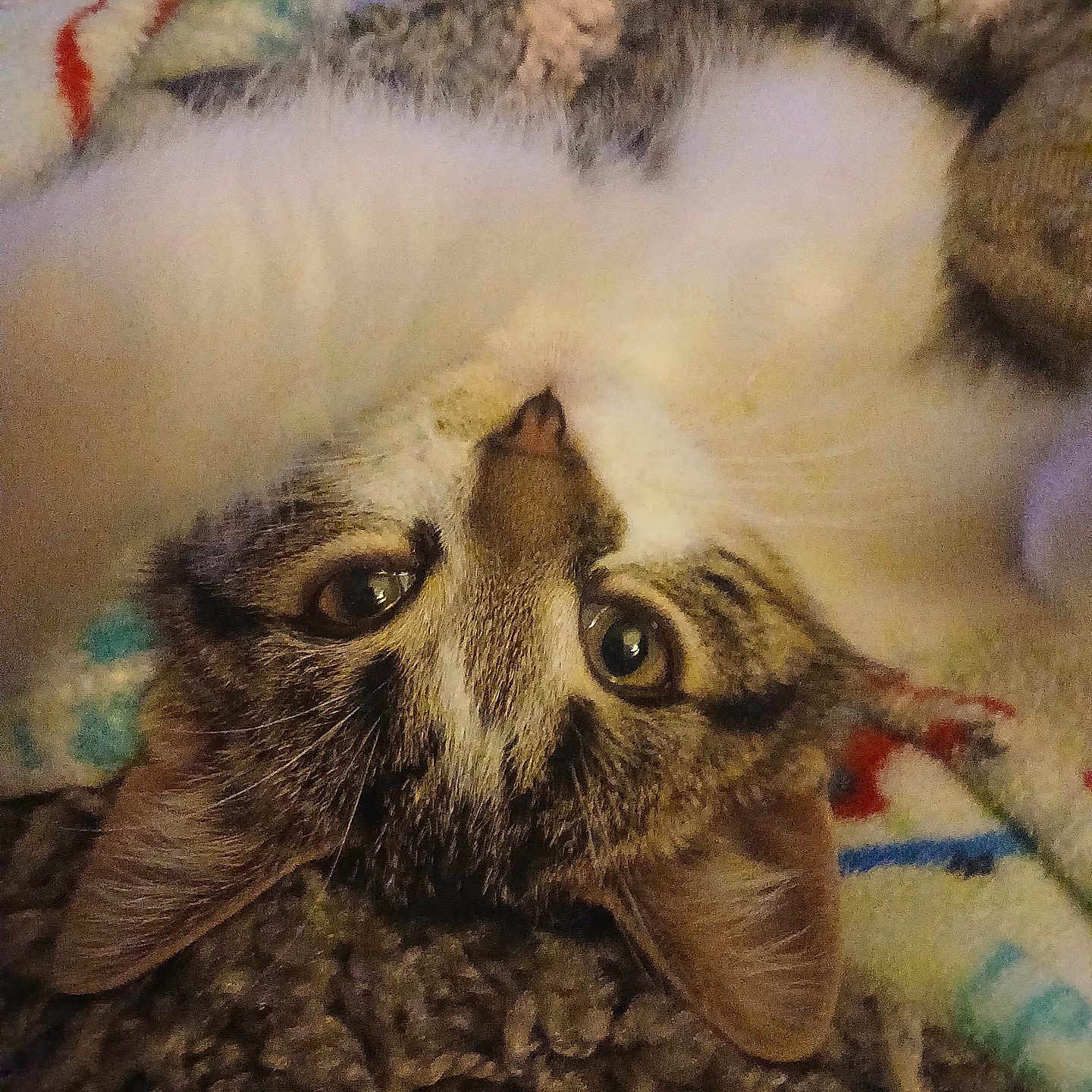 Max is registered to the contest to win money with this photo: abyssinian, angora, animal, bed, blanket, cat, couch, furniture, homedecor, indoors, kitten, linen, manx, person, pet, quilt, siamese, sleeping, towel, white