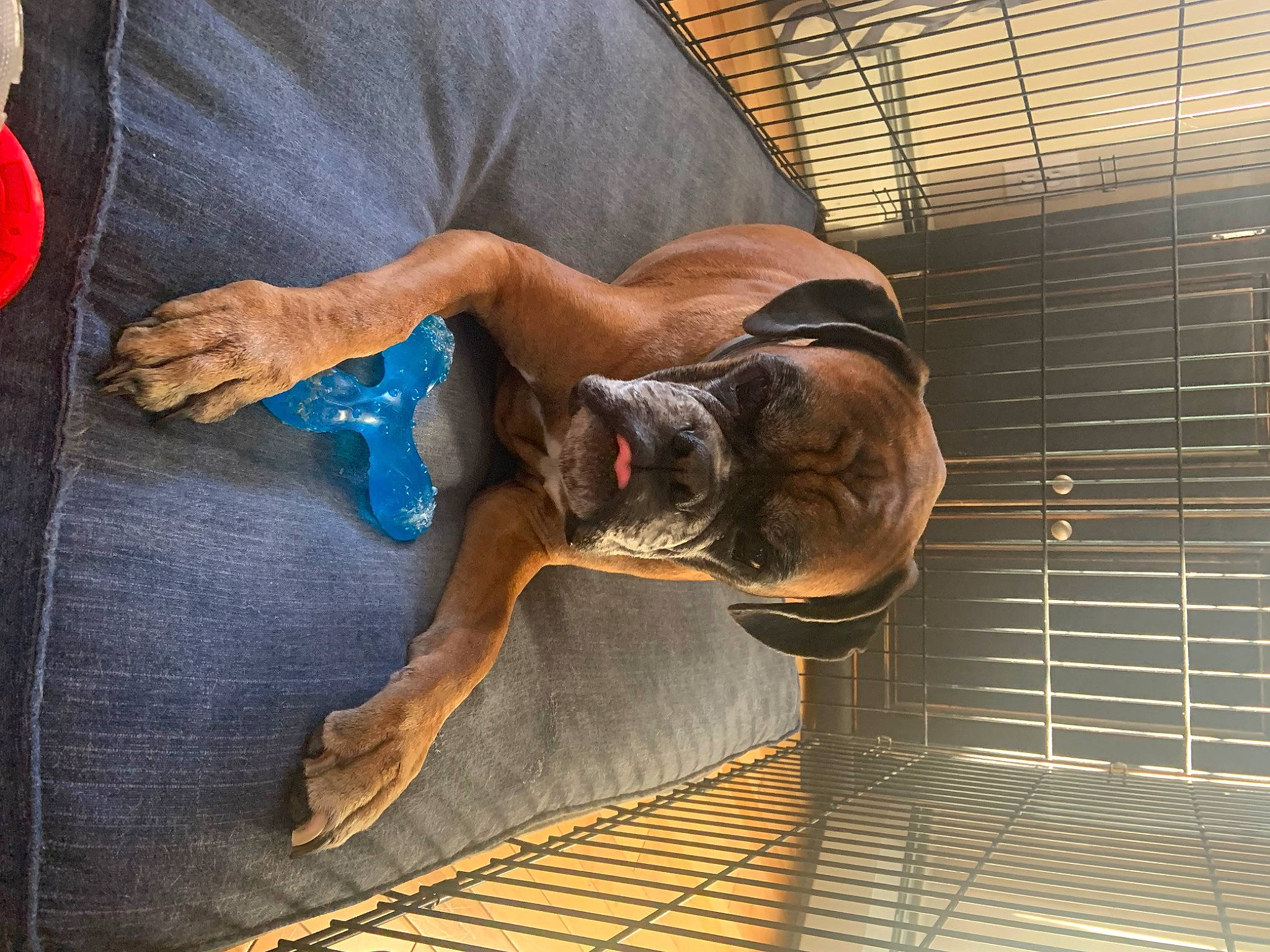 Titan is registered to the contest to win money with this photo: canidae, carnivore, collar, comfort, companion_dog, dog, dog_breed, elbow, fawn, flooring, leg, liver, metal, pet_supply, snout, sporting_group, tail, terrestrial_animal, wood, working_animal